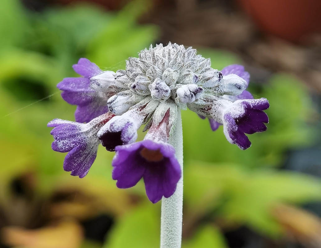 Primula capitata ssp mooreana photo